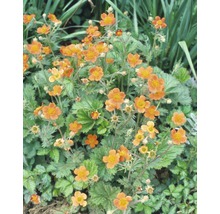 Gruppe von Nelkenwurz Pflanzen mit orangefarbenen Blüten