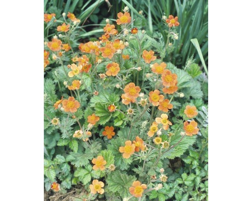 Gruppe von Nelkenwurz Pflanzen mit orangefarbenen Blüten