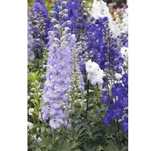 Verschiedenfarbiger Rittersporn im Gartenbeet