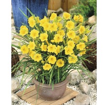 Gelbe Taglilien in einem Topf für den Garten