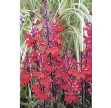 Aufnahme einer Gruppe stehender Lobelienpflanzen mit roten Blüten