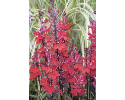 Aufnahme einer Gruppe stehender Lobelienpflanzen mit roten Blüten