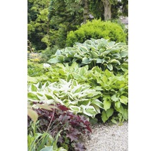 Hosta Pflanzen im Gartenbeet mit Kiesweg