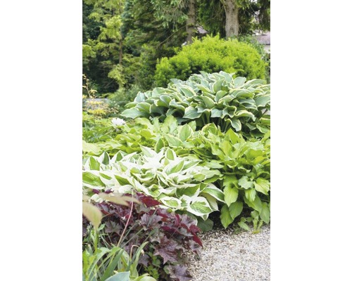 Hosta Pflanzen im Gartenbeet mit Kiesweg