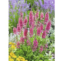 Aufrechte, rosafarbene, blühende Beetpflanze im Garten