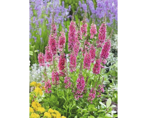 Aufrechte, rosafarbene, blühende Beetpflanze im Garten