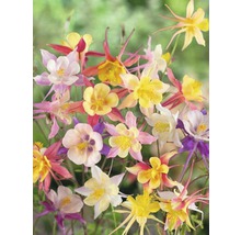 Verschiedenfarbige Akeleiblumen im Garten