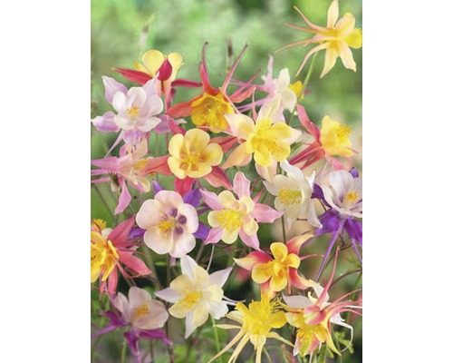 Verschiedenfarbige Akeleiblumen im Garten