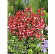 Aufnahme einer Bartfadenpflanze mit roten Blüten