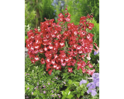 Aufnahme einer Bartfadenpflanze mit roten Blüten