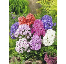 Flammenblume Mix FloraSelf Phlox paniculata Co 5 L sortiert