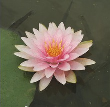 Rosa Seerose im Teich