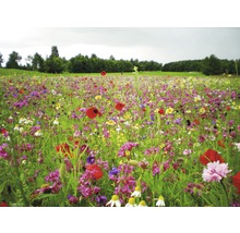 Blühende Blumenwiese mit verschiedenen Wildblumenarten