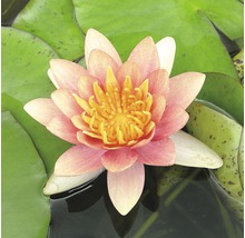 Seerose FloraSelf Nymphaea-Hybride 'Aurora' H 10-20 cm Co 1 L