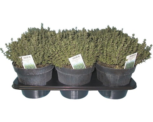 Drei Thymianpflanzen in Töpfen auf einem Tablett