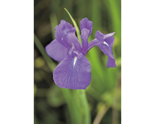 Sumpfiris FloraSelf Iris laevigata H 15-25 cm Co 0,3 L