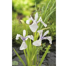 Drei weiße Sumpfschwertlilien mit grünen Blättern vor einem Teich