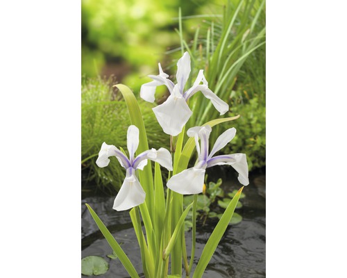 Sumpfiris FloraSelf Iris laevigata 'Snowdrift' Ø 9 cm Topf Drei weiße Sumpfschwertlilien mit grünen Blättern vor einem Teich
