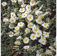 Zistrose mit weißen Blüten und gelber Mitte