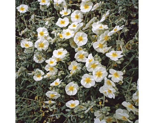 Zistrose mit weißen Blüten und gelber Mitte