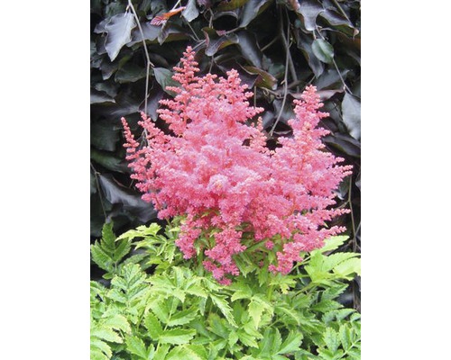 Prachtspiere FloraSelf Astilbe arendsii Gem H 20-50 cm Co 3 L