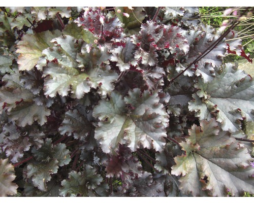 Purpurglöckchen FloraSelf Heuchera sanguinea H 10-30 cm Co 3 L