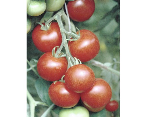 Tomatenrispe mit reifen und unreifen Tomaten