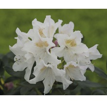 Nahaufnahme einer Blüte der Pflanzengattung Rhododendron