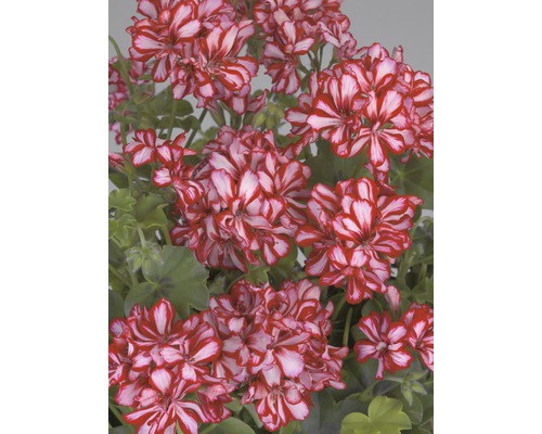 Geranienblüten mit gestreiften Blütenblättern