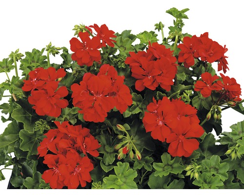 Rote Geranienblüten mit grünen Blättern