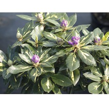 Rhododendron mit lila Blütenknospen und grünen Blättern