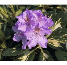 Nahaufnahme einer lila Rhododendronblüte