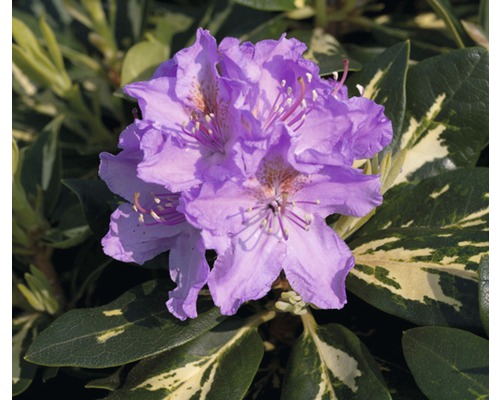 Großblumige Alpenrose FloraSelf Rhododendron Hybride 'Goldflimmer' H 30-40 cm Co 5 L Nahaufnahme einer lila Rhododendronblüte