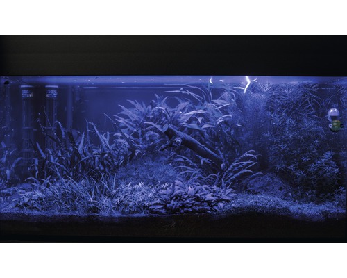 Aquarium mit Pflanzen und Dekoration