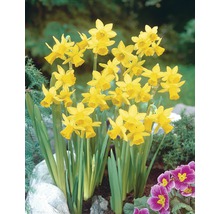 Gelbe Narzissen im Gartenbeet