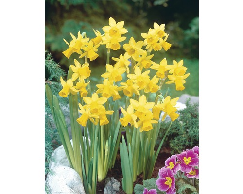 Gelbe Narzissen im Gartenbeet