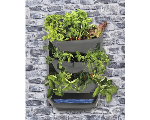 Wandgarten mit Salat, Basilikum, Kräutern und Erdbeeren an einer Steinmauer