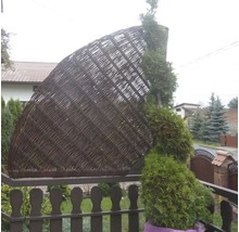 Halbrunder Sichtschutzzaun aus Weide neben einer Thuja im Garten.
