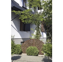 Garten mit Flechtzaun und Begrünung vor einem Wohnhaus