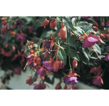 Nahaufnahme von hängenden Fuchsienblüten mit grünen Blättern