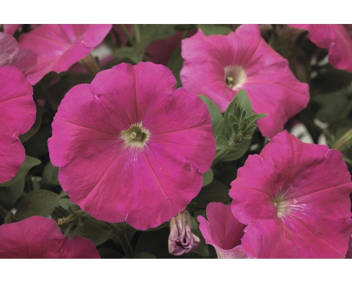 Nahaufnahme von pinkfarbenen Petunienblüten