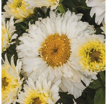 Nahaufnahme von Margeritenblüten