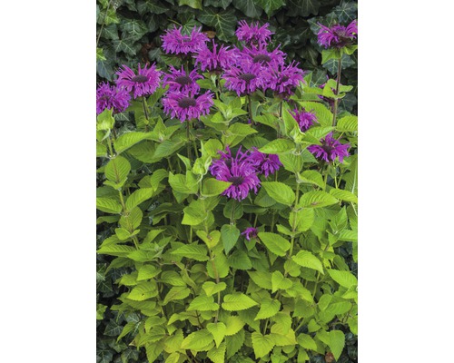 Indianernessel Pflanze mit lila Blüten.