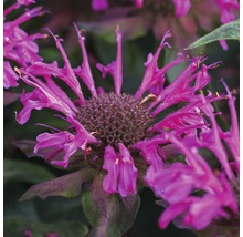 Nahaufnahme einer Monarda-Blume