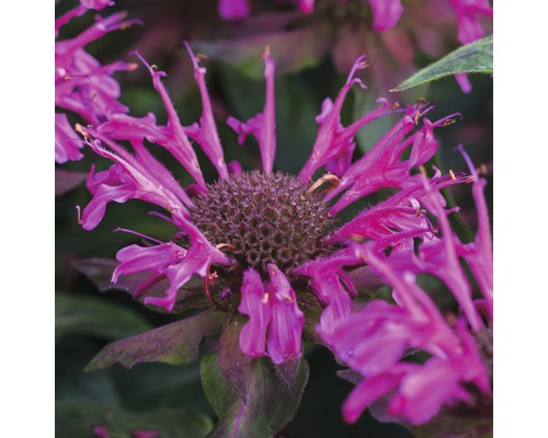 Nahaufnahme einer Monarda-Blume