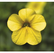 Gelbe Zauberglöckchen Blüte im Detail