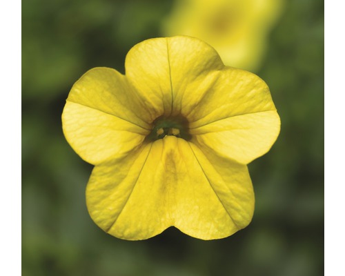 Gelbe Zauberglöckchen Blüte im Detail