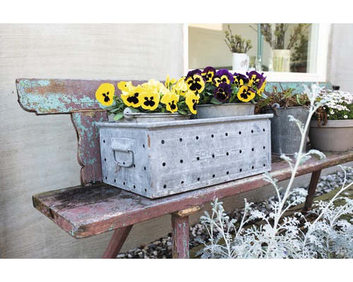 Vintage Bank mit Metallpflanzkasten und bunten Stiefmütterchen