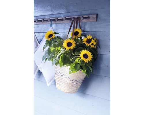 Sonnenblumen in einem Korb an einer Wand mit Hakenleiste