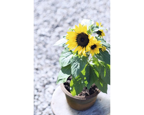 Sonnenblume im Topf